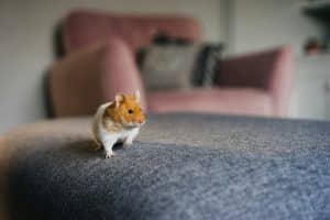 Apprivoiser son hamster : toutes les techniques