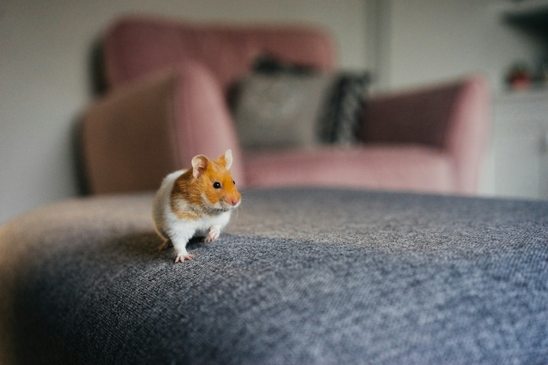 Apprivoiser son hamster : toutes les techniques