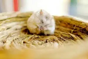 Maladies de peau chez le hamster : comment les détecter