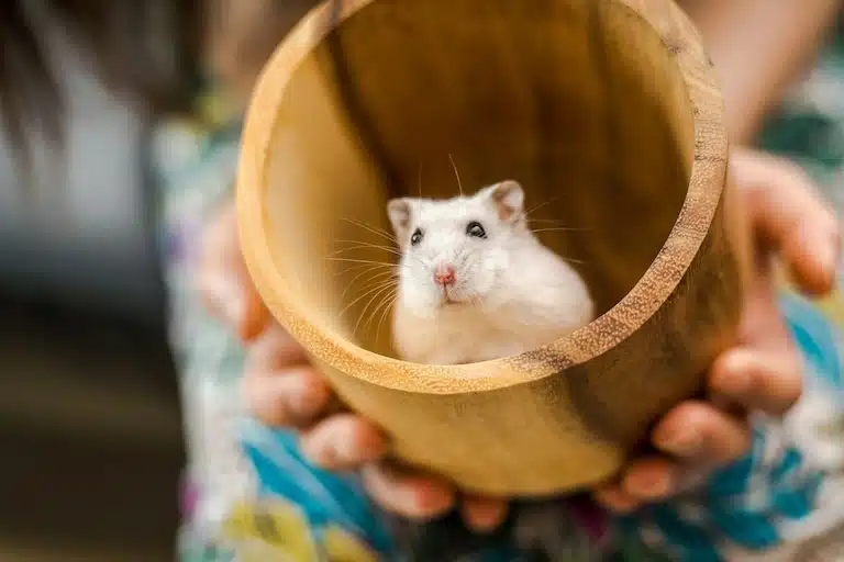comportement du hamster : bien comprendre votre boule de poil