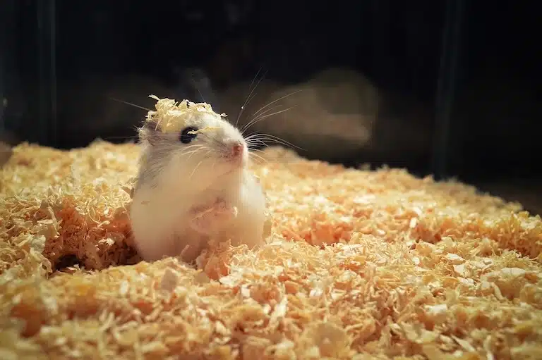 faits insolites hamster