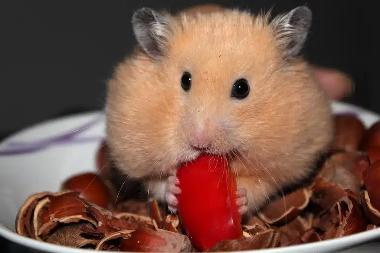 donner des fruits et légumes hamster