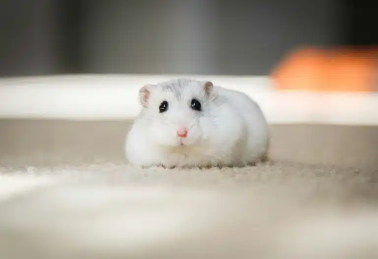 Quelle est l'espérance de vie d'un hamster
