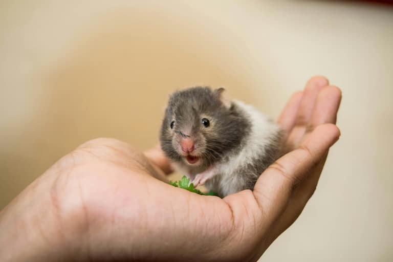 morsures de hamster : comment les éviter