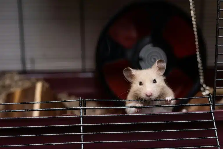 Hamster peureux : comment débloquer les choses