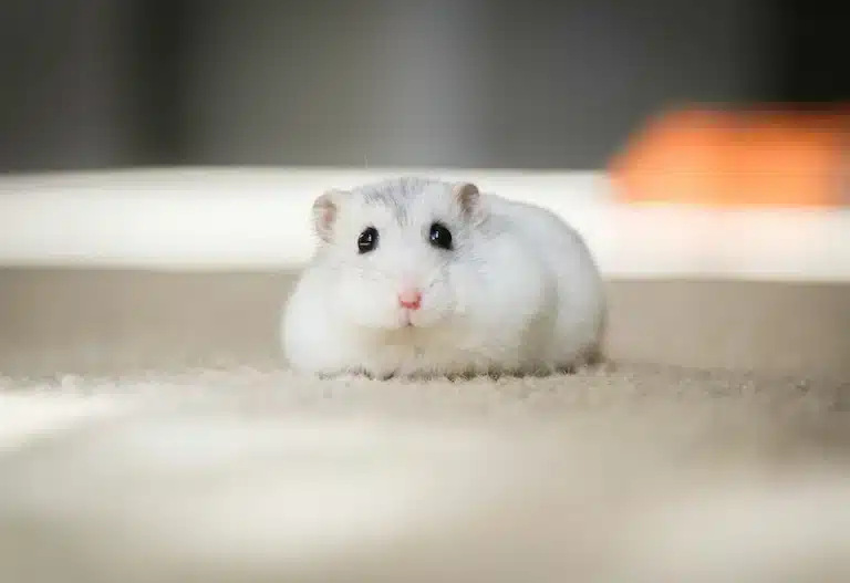 Hamster russe : trop mignon