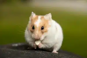 hamster végétarien bonne ou mauvaise idée