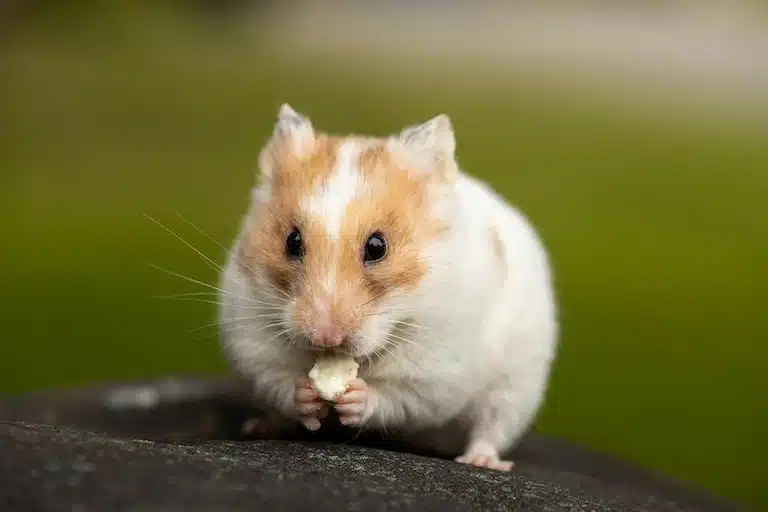 hamster végétarien bonne ou mauvaise idée