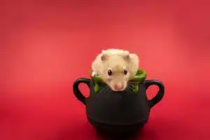 noms et prénoms originaux pour hamster