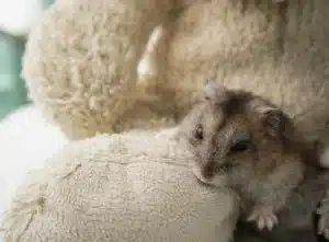Les maladies génétiques chez le hamster par races