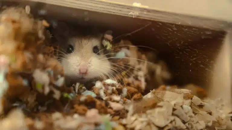 mauvaise alimentation du hamster