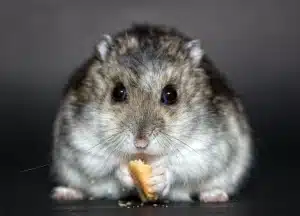 Nourriture hamster : maison vs industrielle
