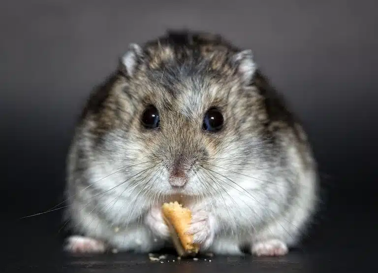 Nourriture hamster : maison vs industrielle