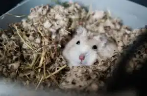 Mon hamster dort toute la journée : que faire