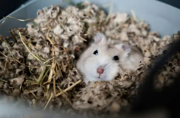 Mon hamster dort toute la journée : que faire