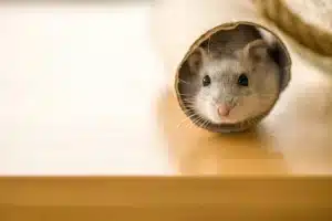 Mon hamster mord : que faire