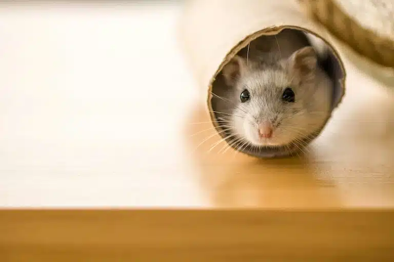 Mon hamster mord : que faire