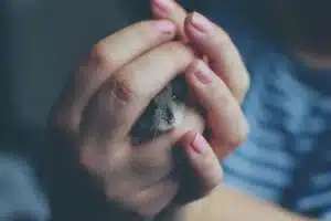 Comment prendre la température de son hamster : techniques et conseils