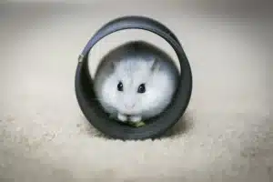 prénoms originales pour hamster