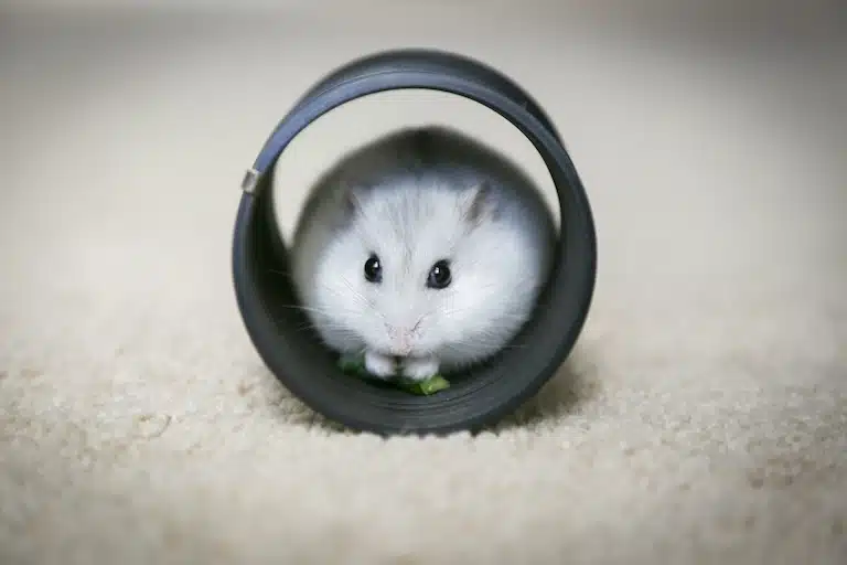 prénoms originales pour hamster