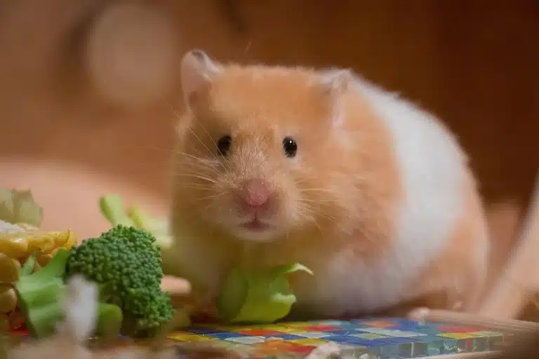 préparer un menu équilibré pour votre hamster