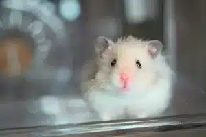 Prix hamster : combien coute réellement un hamster