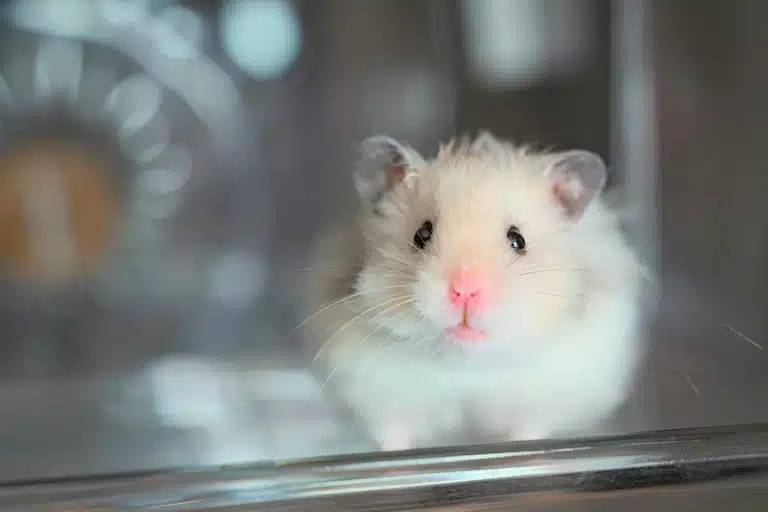 Prix hamster : combien coute réellement un hamster