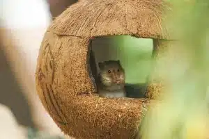 promener hamster dehors
