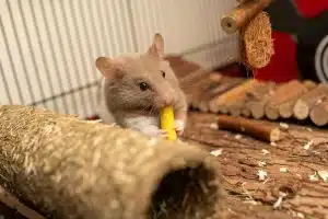 Que mange un hamster : toutes les infos