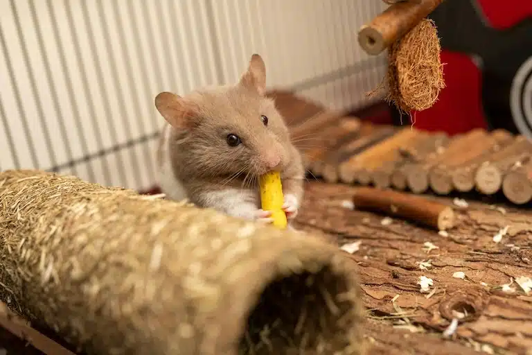 Que mange un hamster : toutes les infos