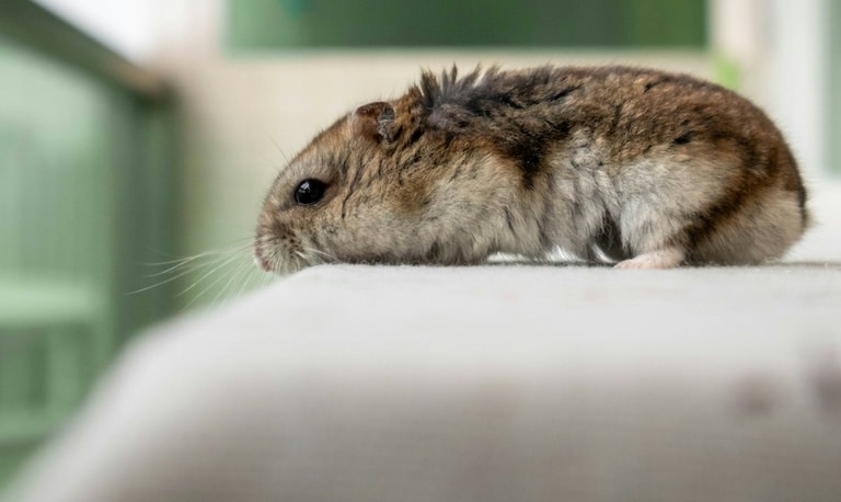 Santé du hamster senior : bonnes pratiques pour un hamster en pleine forme