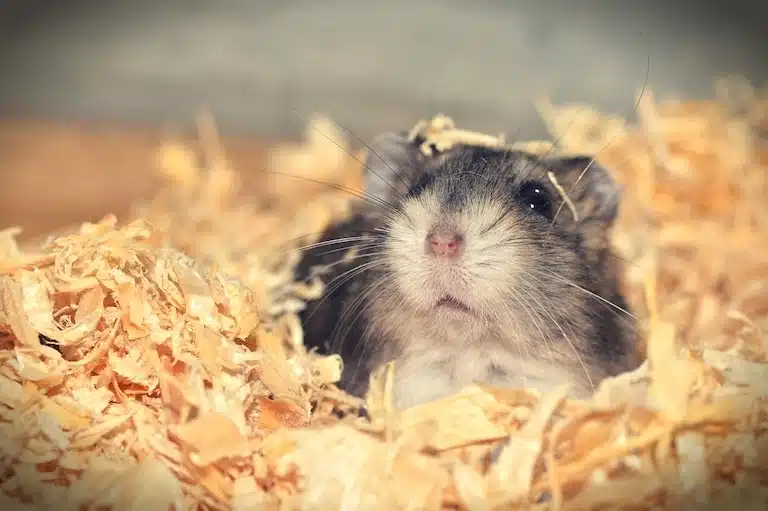 shooting photo avec hamster