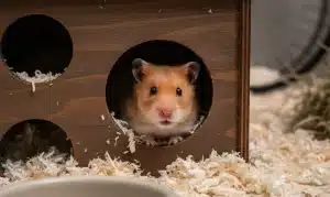 Le stress chez le hamster : que faire