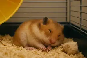 soins d'urgence pour le hamster