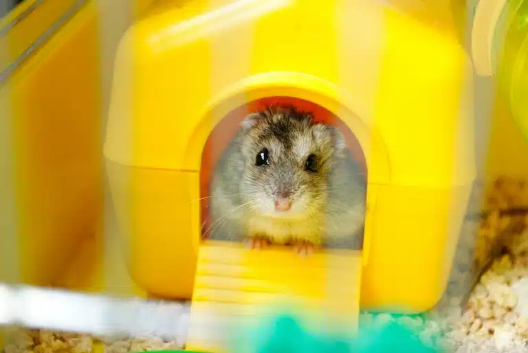 voyager avec son hamster