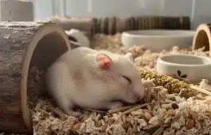 Bons accessoires pour aider votre hamster à dormir