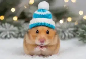 Mon hamster en pleine forme pour l'hiver