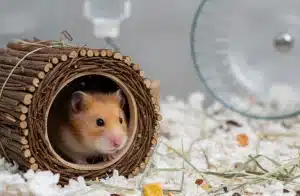 Mon hamster se cache : que faire