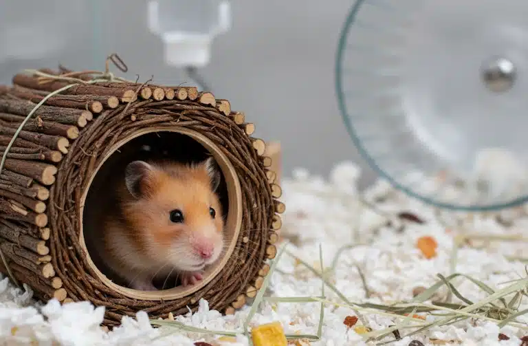 Mon hamster se cache : que faire